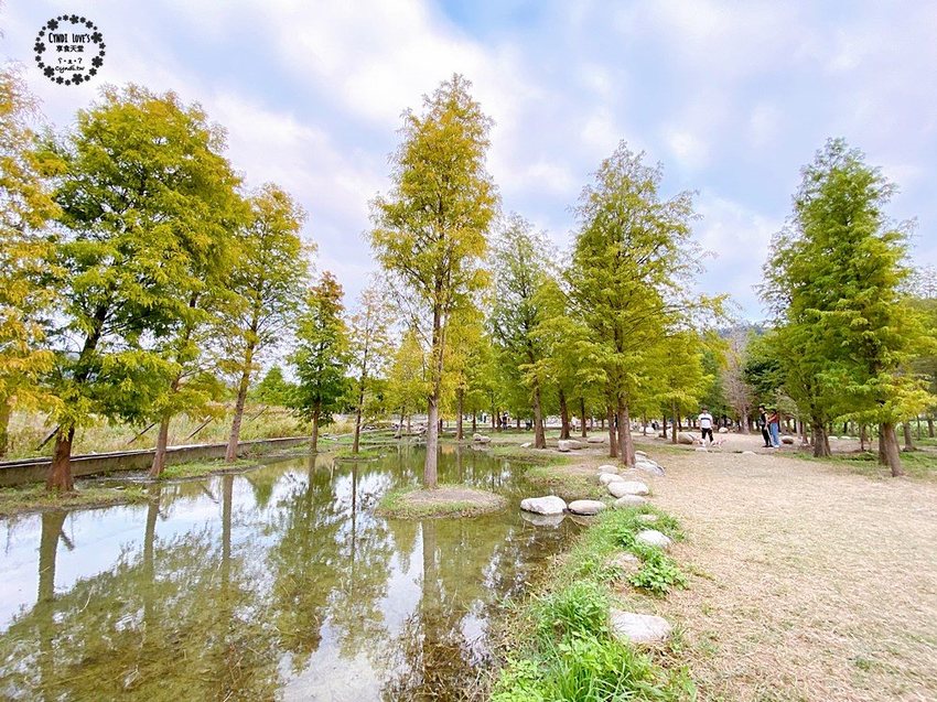 2020泰安落羽松祕境，泰安國小旁，秋季落羽松季節 - Cyndi loves享食天堂