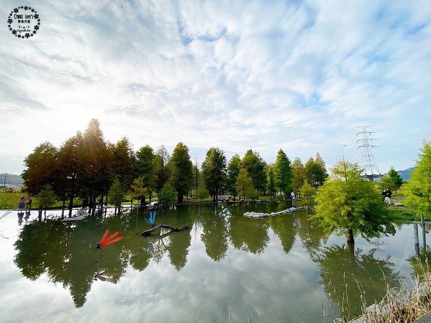 2020泰安落羽松祕境，泰安國小旁，秋季落羽松季節 - Cyndi loves享食天堂