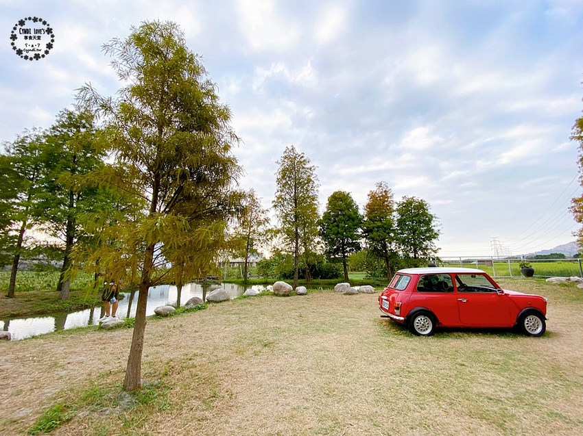 2020泰安落羽松祕境，泰安國小旁，秋季落羽松季節 - Cyndi loves享食天堂