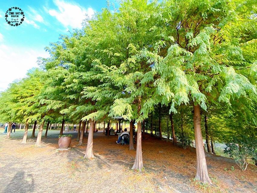 2020泰安落羽松祕境，泰安國小旁，秋季落羽松季節 - Cyndi loves享食天堂