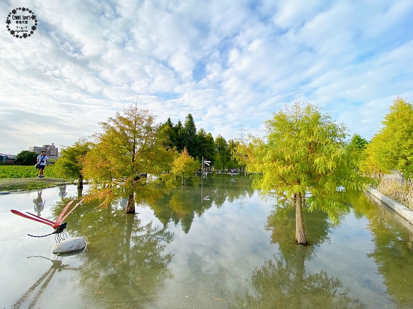 2020泰安落羽松祕境，泰安國小旁，秋季落羽松季節 - Cyndi loves享食天堂