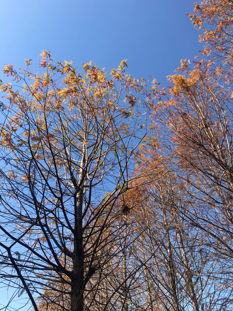 IMG_1515.jpg IMG_1515.jpg