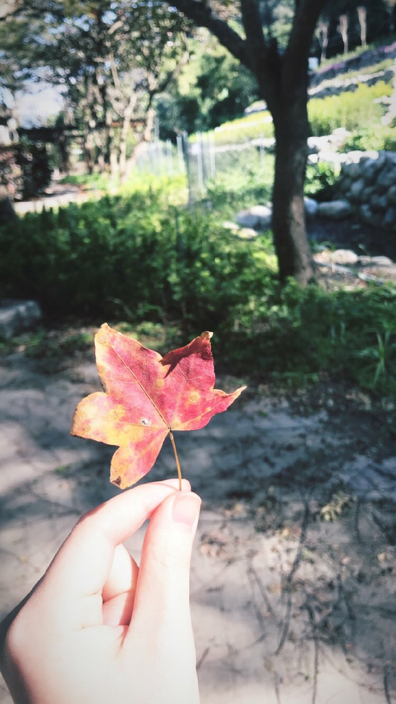 IMG_1485.jpg IMG_1485.jpg