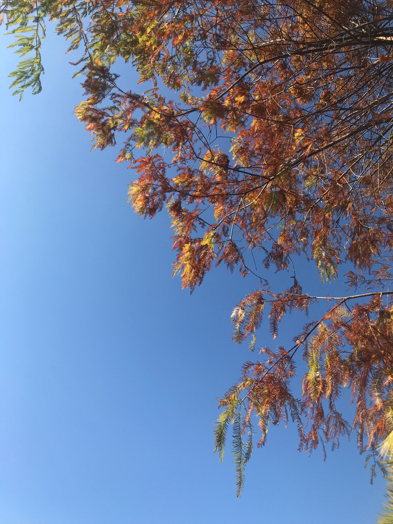 IMG_1517.jpg IMG_1517.jpg