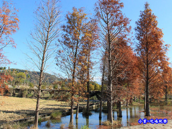 后里泰安落羽松秘境 (4).jpg