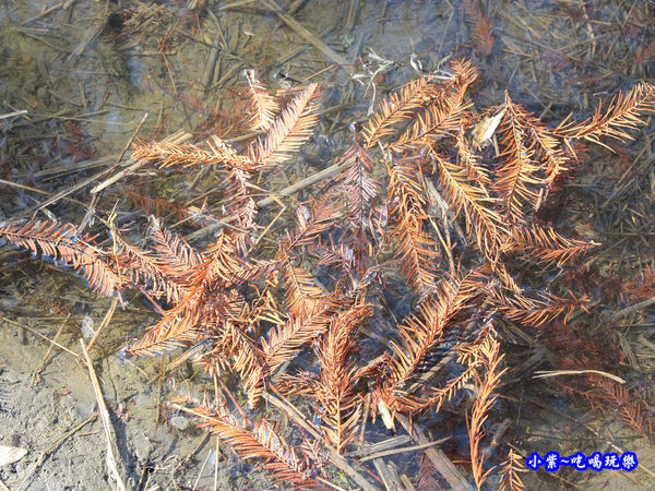后里泰安落羽松秘境 (44).jpg
