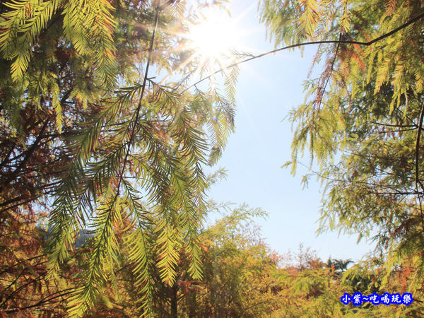 后里泰安落羽松秘境 (35).jpg