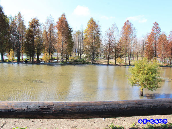 后里泰安落羽松秘境 (33).jpg