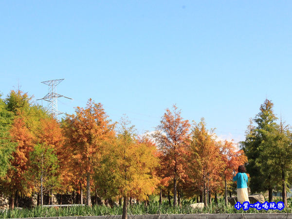 后里泰安落羽松秘境 (17).jpg