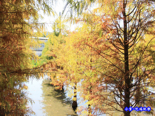 后里泰安落羽松秘境 (36).jpg