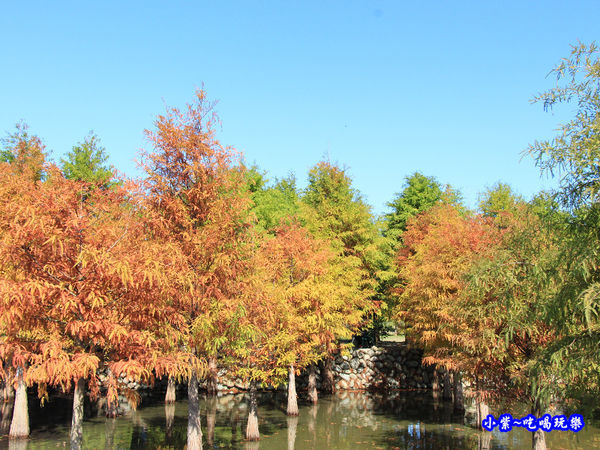 后里泰安落羽松秘境 (29).jpg