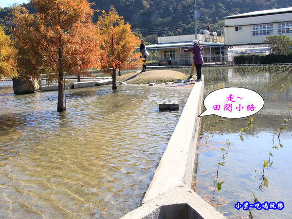 后里泰安落羽松秘境 (18).jpg