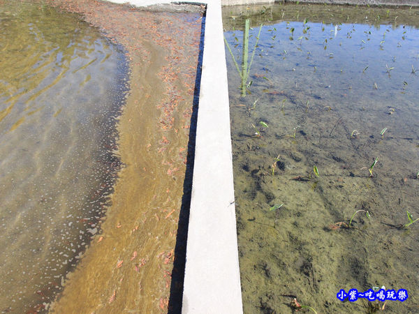 后里泰安落羽松秘境 (25).jpg