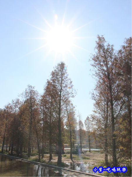 后里泰安落羽松秘境 (41).jpg