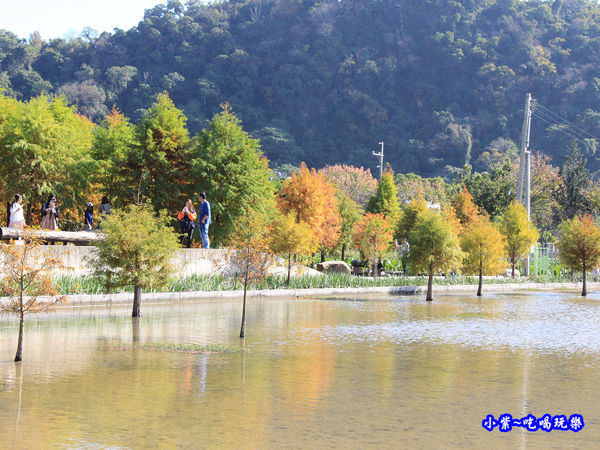 后里泰安落羽松秘境 (43).jpg