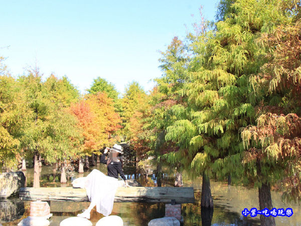 后里泰安落羽松秘境 (26).jpg