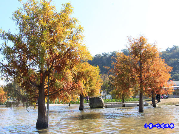 后里泰安落羽松秘境 (16).jpg