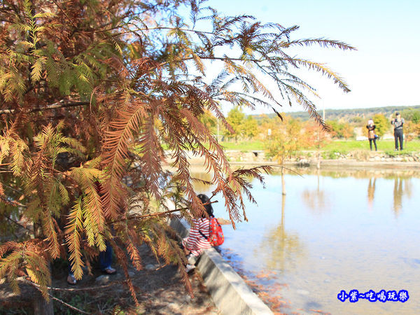 后里泰安落羽松秘境 (14).jpg