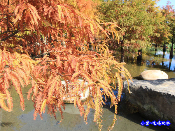 后里泰安落羽松秘境 (30).jpg