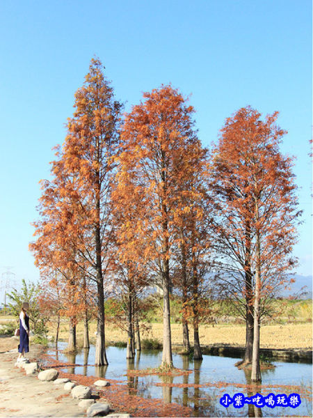 后里泰安落羽松秘境 (2).jpg