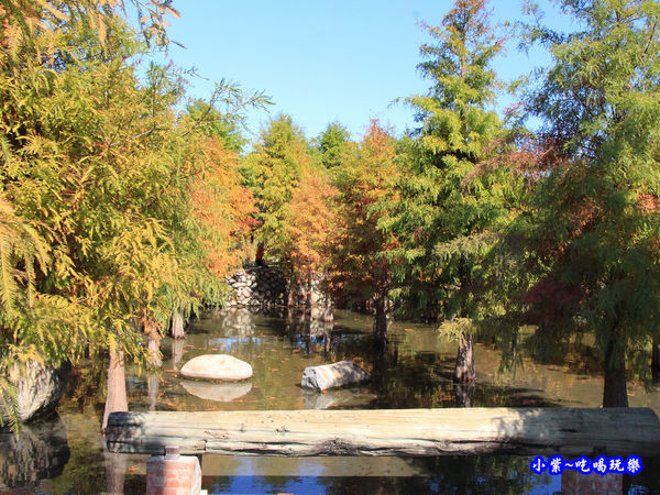 后里泰安落羽松秘境 (28).jpg