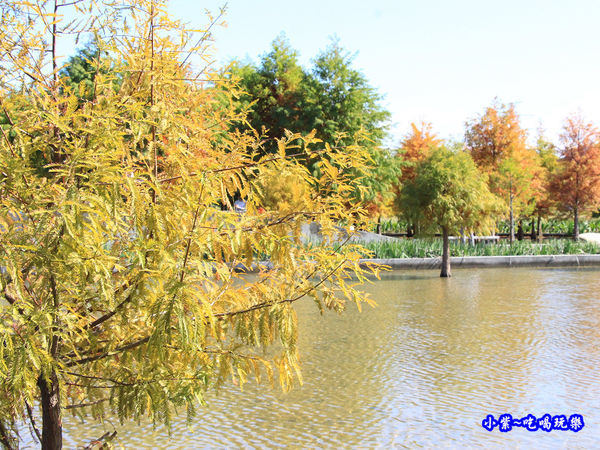 后里泰安落羽松秘境 (15).jpg