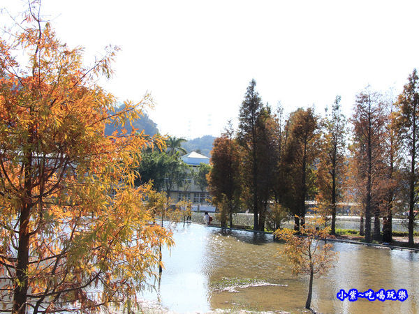 后里泰安落羽松秘境 (40).jpg