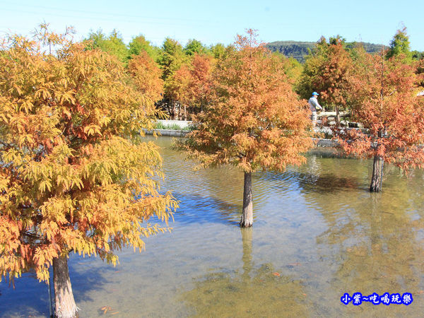 后里泰安落羽松秘境 (20).jpg