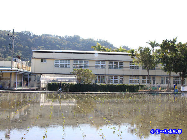 后里泰安落羽松秘境 (24).jpg