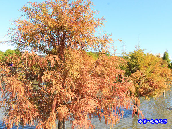 后里泰安落羽松秘境 (19).jpg