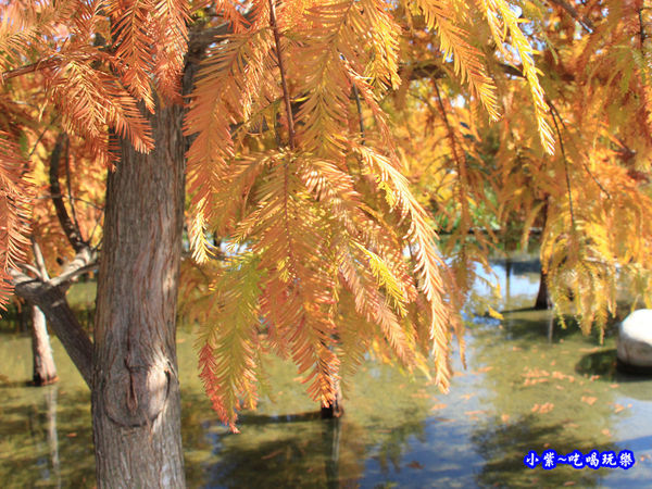 后里泰安落羽松秘境 (32).jpg