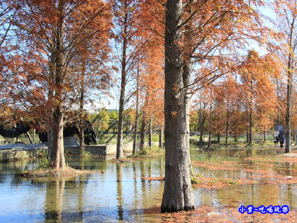 后里泰安落羽松秘境 (8).jpg