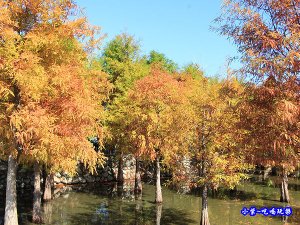 后里泰安落羽松秘境 (31).jpg