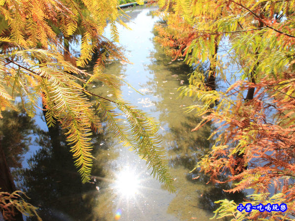 后里泰安落羽松秘境 (37).jpg