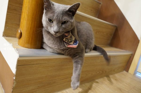 1025 貓武將二訪_528_结果.jpg