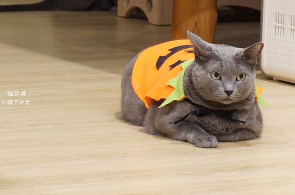 1025 貓武將二訪_529_结果.jpg