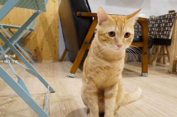 1025 貓武將二訪_432_结果.jpg