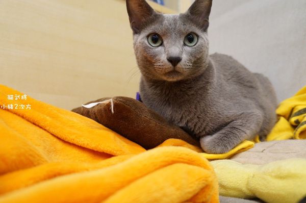 1025 貓武將二訪_4918_结果.jpg