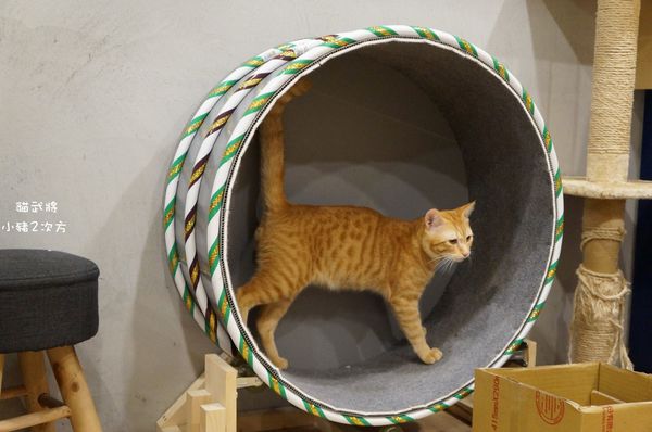 1025 貓武將二訪_100_结果.jpg