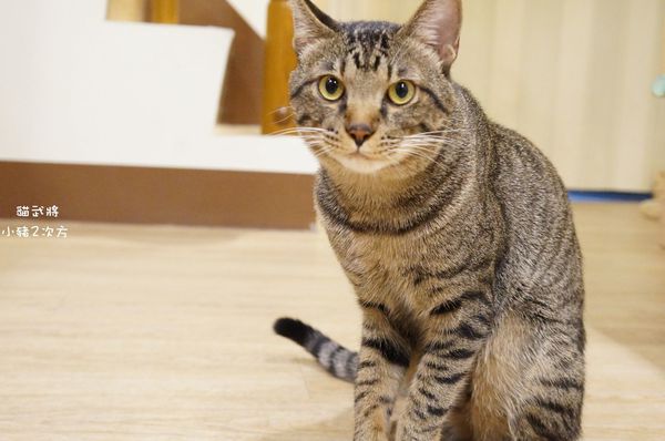 1025 貓武將二訪_4247_结果.jpg