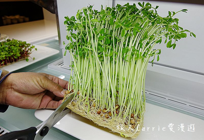 宜蘭悅川酒店(The Walden)【宜蘭住宿】～龜山島海景房‧親子套房專屬樓層‧最文青的圖書館飯店‧羅琳美食餐廳Buffet