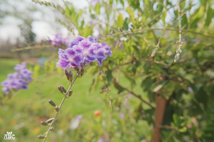 彰化一日遊|秒飛日本!偽出國景點|成美文化園,網美照拍好拍滿!