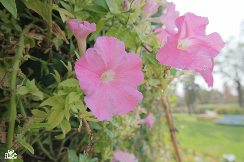 彰化一日遊|秒飛日本!偽出國景點|成美文化園,網美照拍好拍滿!