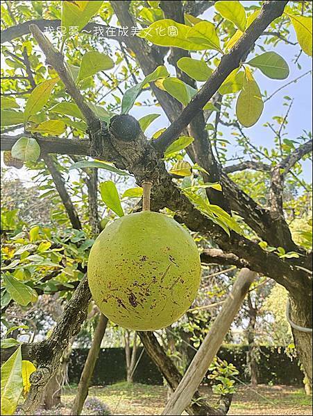 成美文化園27.jpg