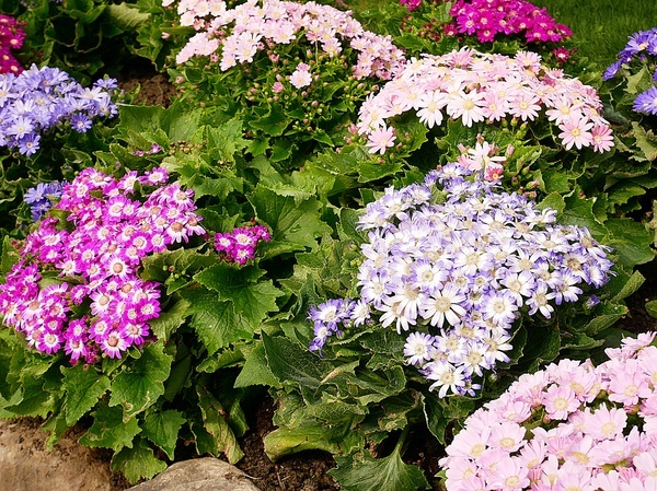 cm20190226___09a33b0d03e35a91e550e72bcbd