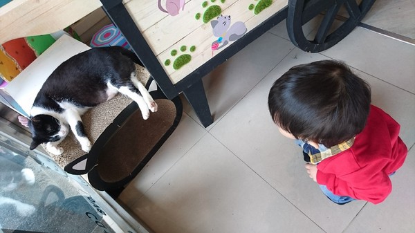 初覓手作餐坊：高雄~初覓手作餐坊~古錐的貓咪餐點~覓覓店長歡迎您~貓咪主題餐廳~