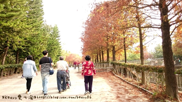 林內農田水利文物陳列館:■雲林■林內,【農田水利文物陳列館區】有北國落羽松風情。