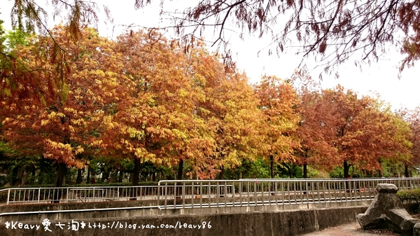 林內農田水利文物陳列館:■雲林■林內,【農田水利文物陳列館區】有北國落羽松風情。