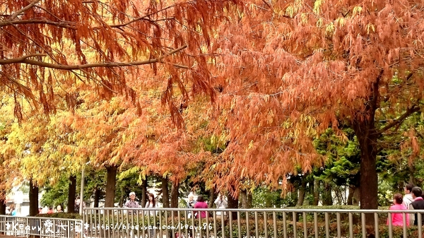 林內農田水利文物陳列館:■雲林■林內,【農田水利文物陳列館區】有北國落羽松風情。