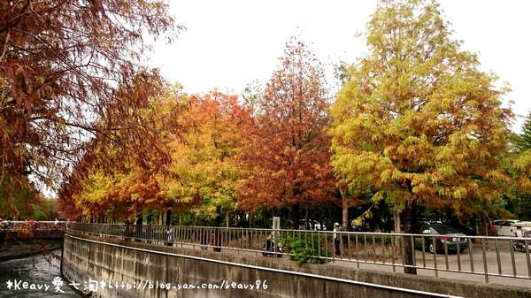 林內農田水利文物陳列館:■雲林■林內,【農田水利文物陳列館區】有北國落羽松風情。